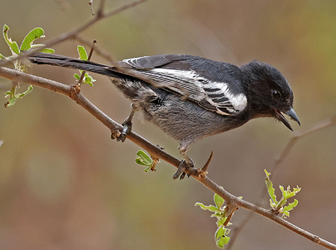 Southern Black Tit female